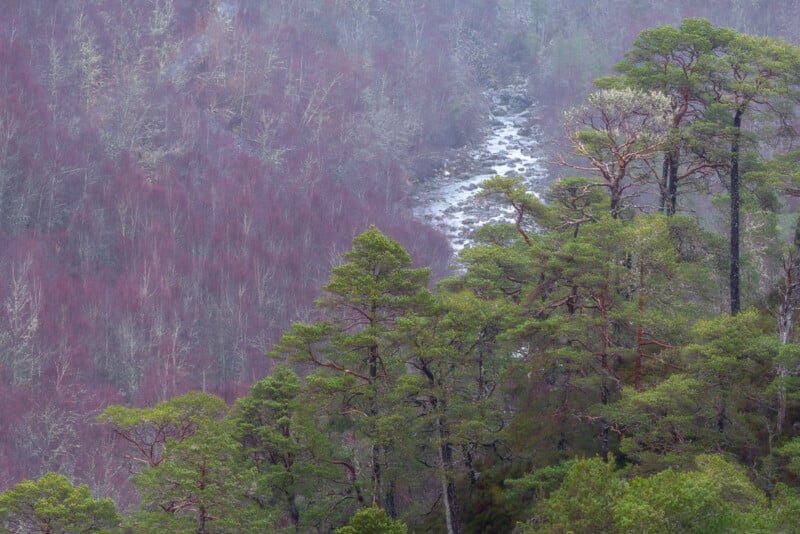 A misty forest scene with leafless trees in the background and green pine trees in the foreground, overlooking a narrow, winding river.