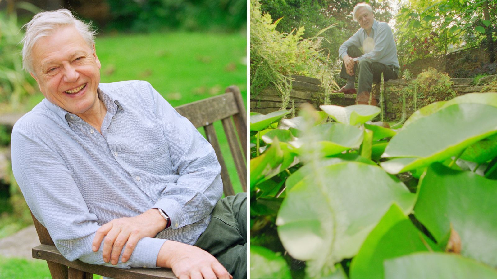 david attenborough in his garden
