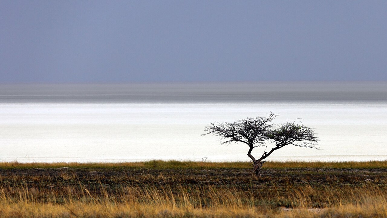 A photo of a tree and grass with an expansive white salt flat in the background
