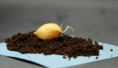 Chickpeas Grown in Simulated Lunar Soil - 조선일보