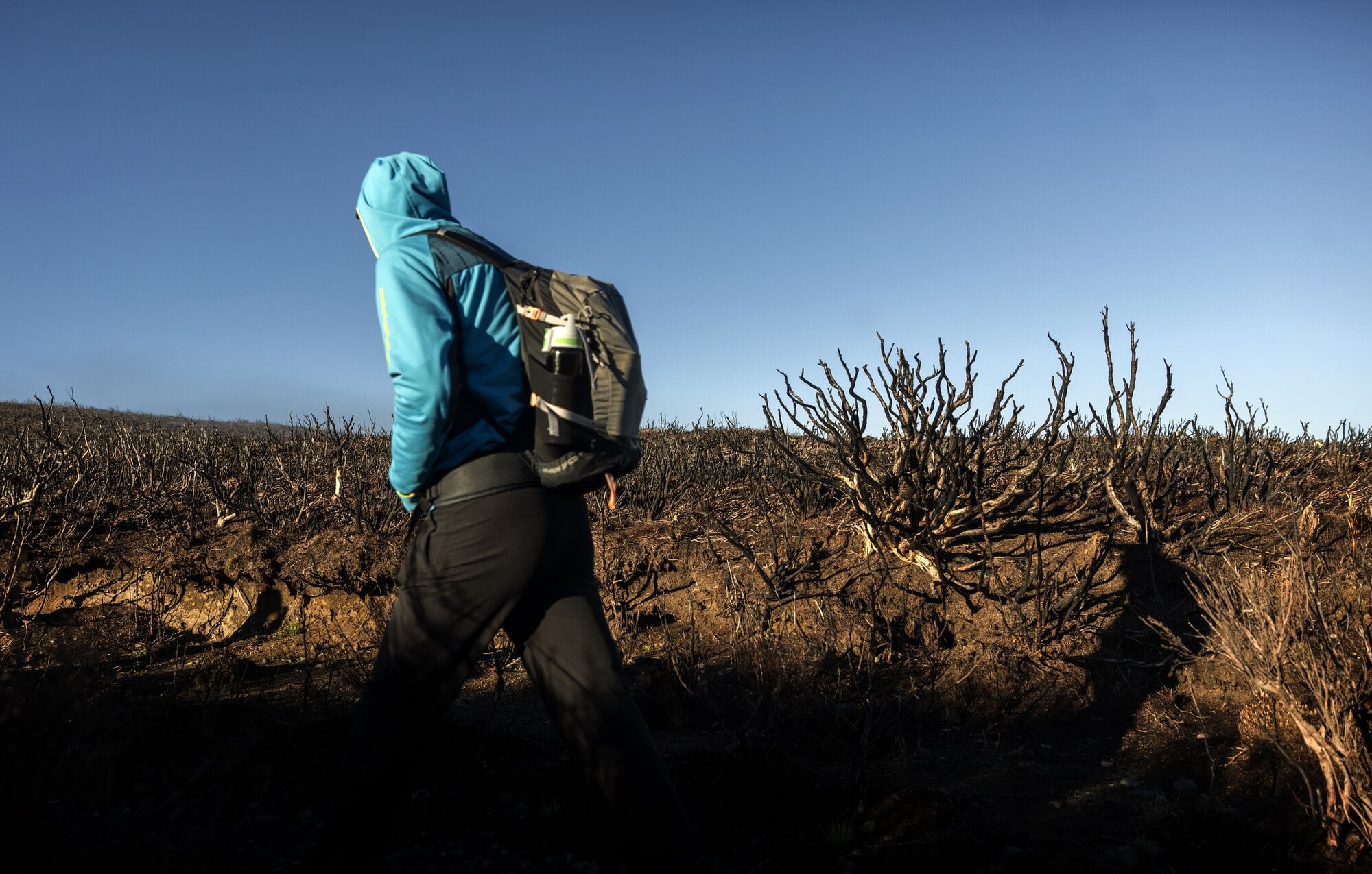 A walker on the Tongariro Alpine Crossing moves past the blackened skeletons of burned alpine shrubs. Photo / Mike Scott