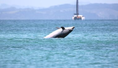 Errant boaties force changes to Bay of Islands dolphin sanctuary rules