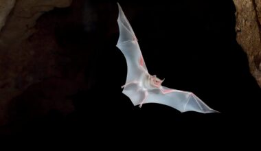 The endangered Hildegarde’s tomb bat (Taphozous hildegardeae) in flight near its roost in the caves of Mount Suswa, Kenya, during a conservation monitoring survey. Image courtesy of Bat Conservation International.