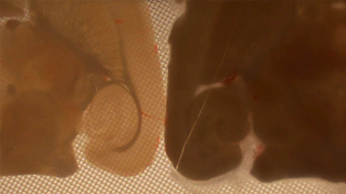 The stereomicroscopic images show brain sections at -160°C (-256°F)