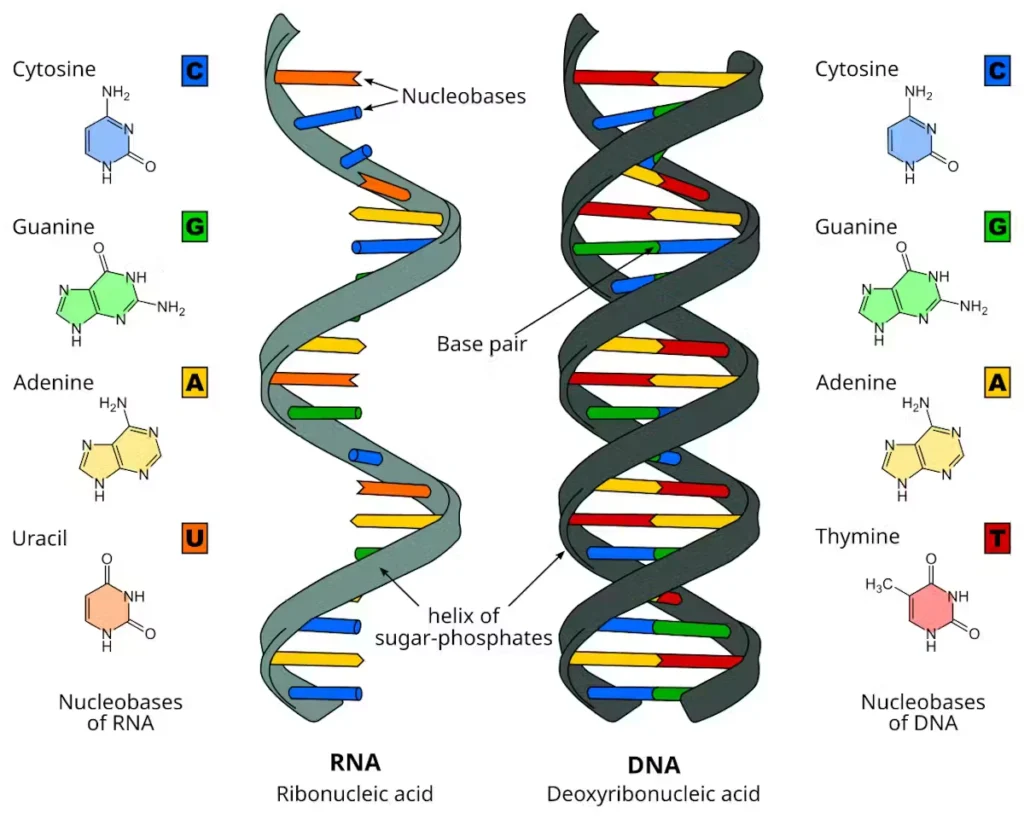 How the five nucleobases make up RNA and DNA
