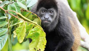 Howler monkeys started eating leaves 13 million years ago