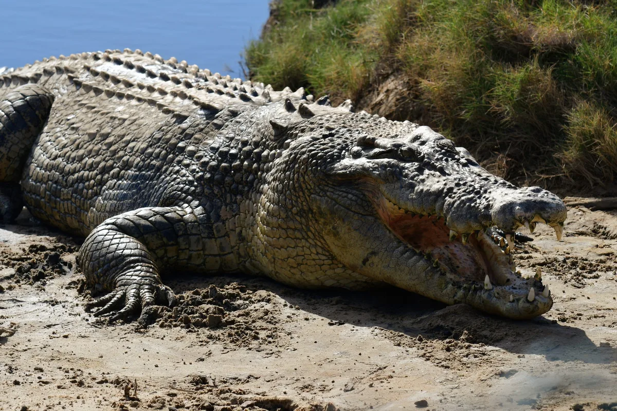 Saltwater crocodile