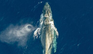 Photographer Flies Drone Over Humpback Whale, Realizes It’s in Grave Peril