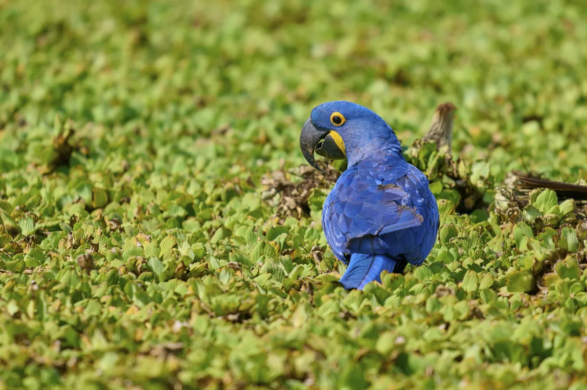 Hyacinth macaw, Pantanal
