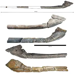 Photograph of the nearly complete giant jawbone, along with a comparison with the 2018 bone (middle and bottom) found by Paul de la Salle. Credit: Dr. Dean Lomax