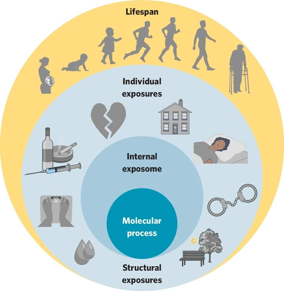 Throughout the lifespan, external exposome factors - including individual-level and structural exposures - are integrated within the body as the internal exposome. These dynamic exposures interact across critical life stages, influencing biological processes and shaping downstream health outcomes.