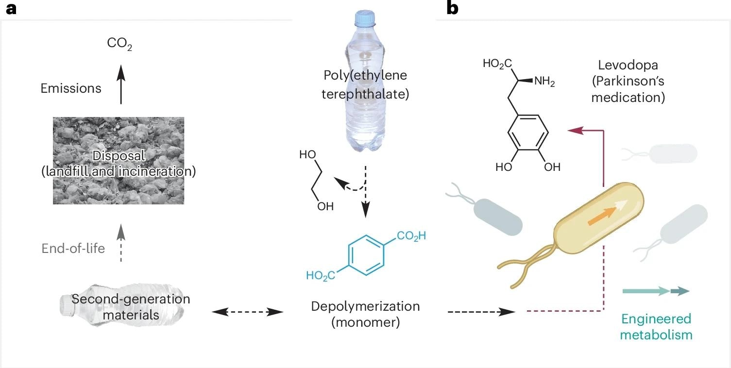 Approaches to the recycling, upcycling and environmental disposal of PET plastic waste, including the proposed bio-upcycling of PET waste to the Parkinson’s medication l-DOPA in engineered bacteria. a, Current: closed-loop recycling. b, This work: microbial upcycling. Credit: photographs in a, Rawpixel (https://www.rawpixel.com); bacterial icon in b, Bioicons (https://bioicons.com).