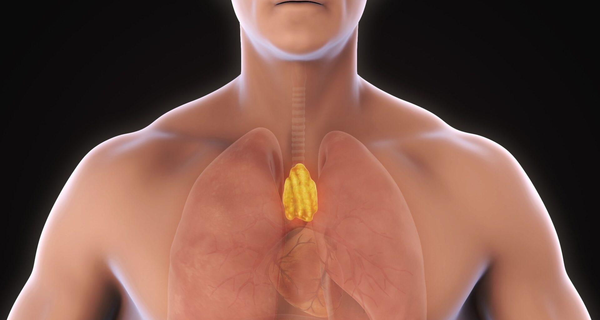Study: Thymic health consequences in adults. Image Credit: Nerthuz / Shutterstock