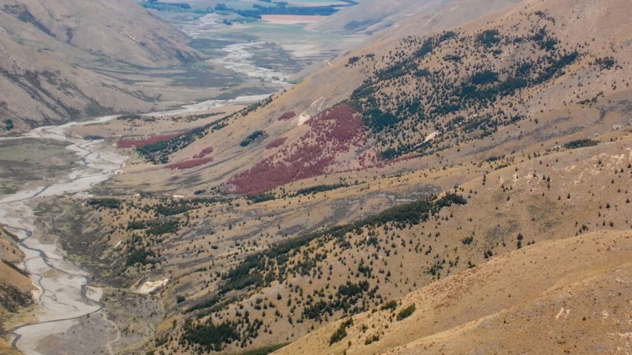 New Zealand faces an encroachment of invasive pine trees that are reducing water levels in river basins; the government is investing millions to control the wilding conifers.