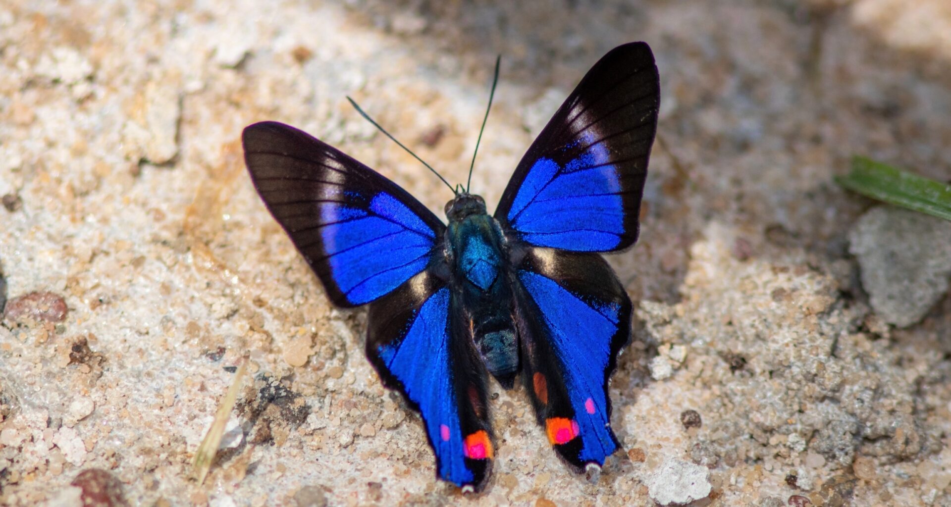 Many tropical insects are already near their heat limits