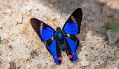 Many tropical insects are already near their heat limits