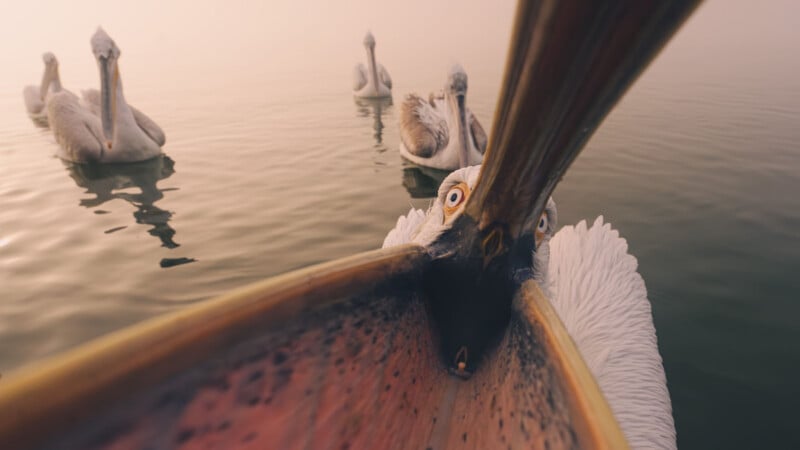 Close-up of a pelican opening its large beak toward the camera, with several other pelicans floating on calm water in the background under a hazy, soft light.