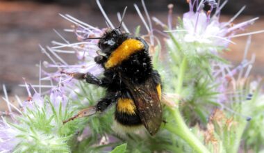 Invasive bees are quietly reshaping pollination networks