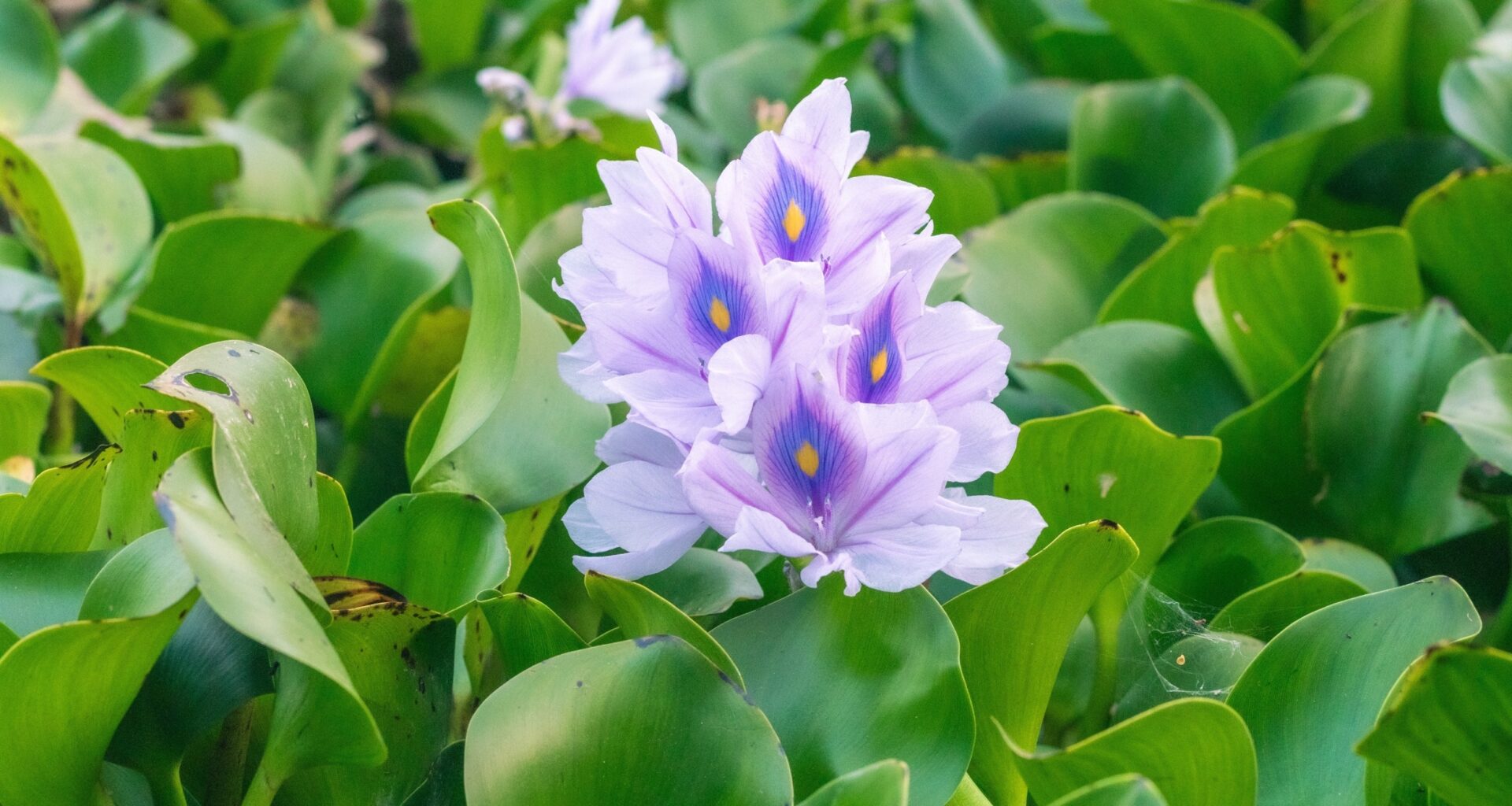 Invasive plants are moving into new regions as the climate changes