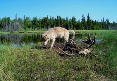 A wolf by the remains of a moose on Isle Royale in Lake Superior, site of a long-running study.