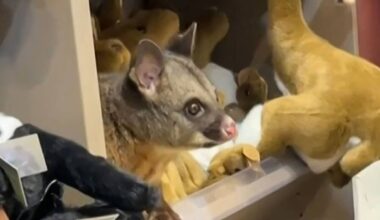 Wild possum found perched with stuffed animals in Hobart Airport gift store