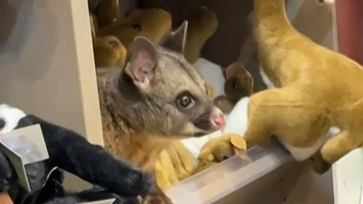 Wild possum found perched with stuffed animals in Hobart Airport gift store