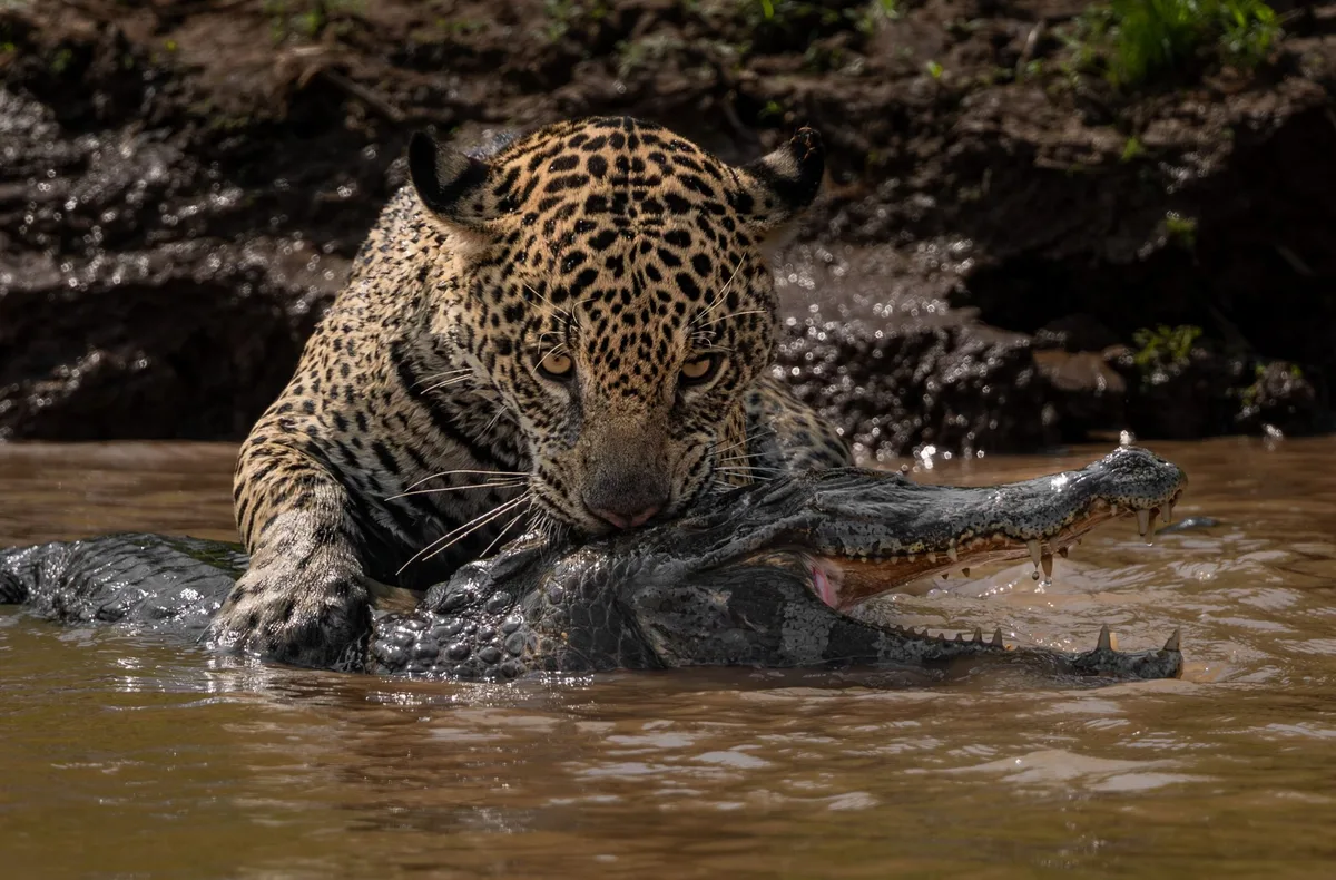 Jaguar hunting caiman