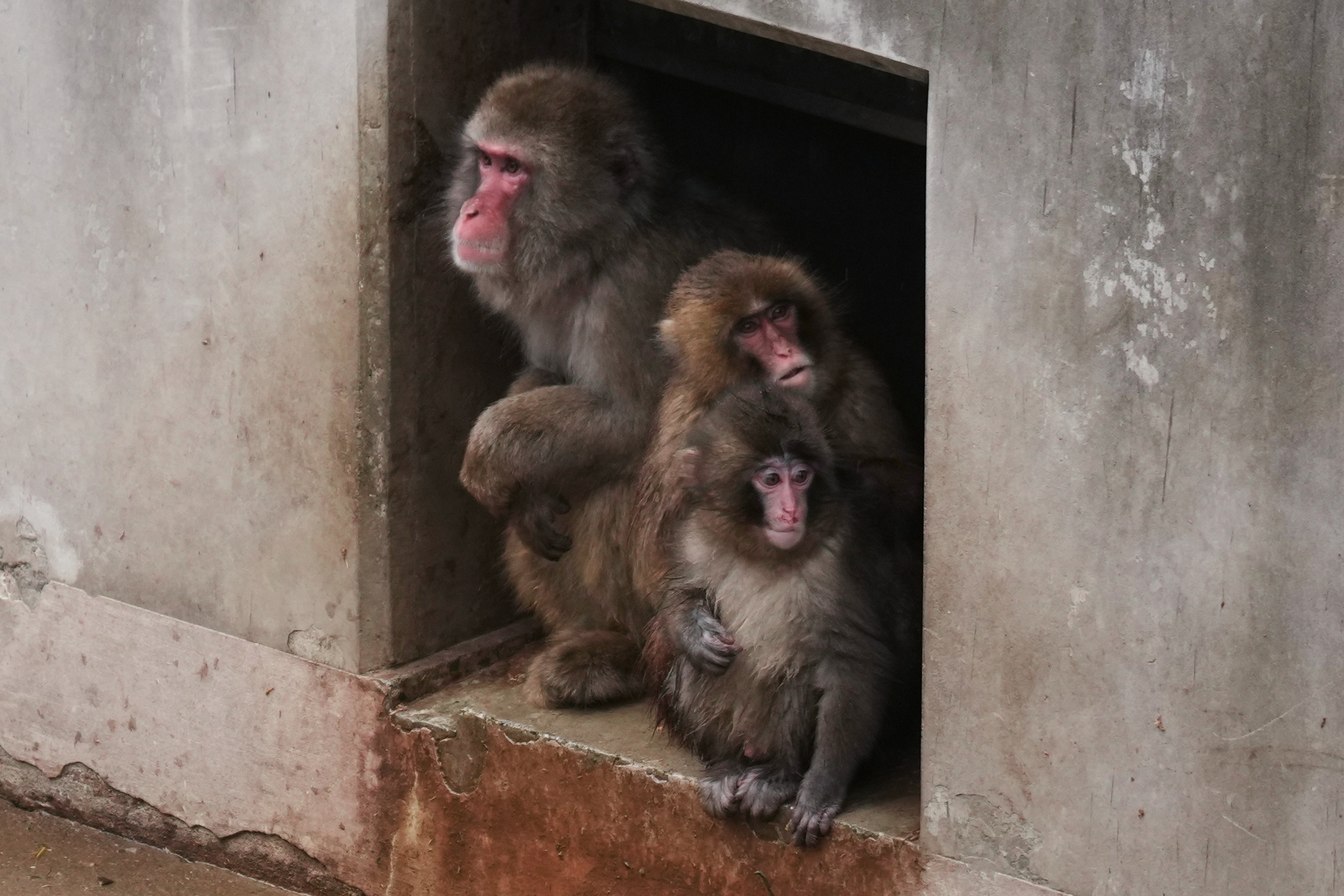Punch, right, sits with others in the monkeys' playground at the Ichikawa city zoo