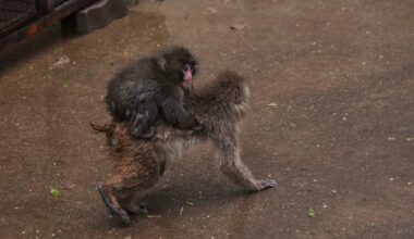 Japanese zoo confirms breakthrough for Punch the monkey after abandonment