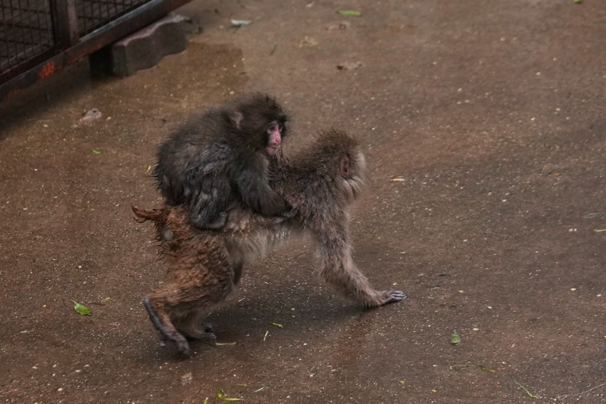 Japanese zoo confirms breakthrough for Punch the monkey after abandonment