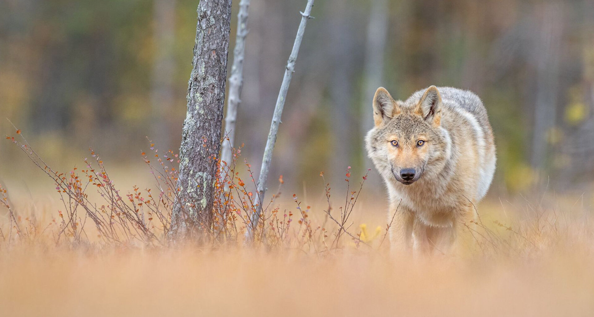Joshua Holko Boreal Forest Finland