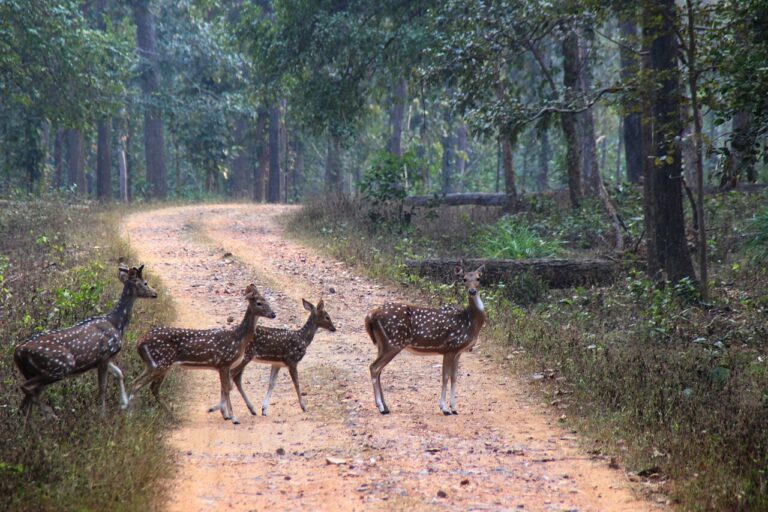 Achanakmar Tiger Reserve landscape. Recent monitoring suggests around ten tigers currently use the reserve, including several breeding females. Image by Aditya Kar via Wikimedia Commons (CC BY-SA 4.0).