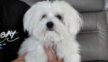 Rotorua dog owner wants stricter enforcement after Redwoods attack