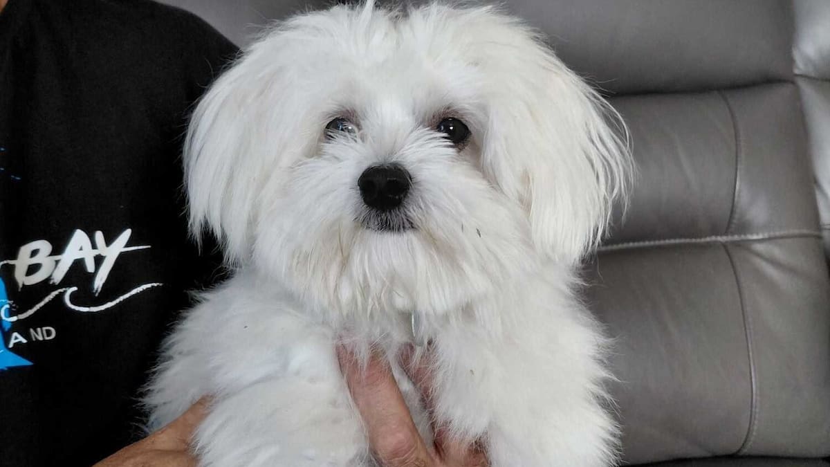 Rotorua dog owner wants stricter enforcement after Redwoods attack