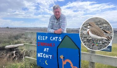 Push for cat curfew in Hawke’s Bay: ‘You’re either on the side of the birds or the predators’