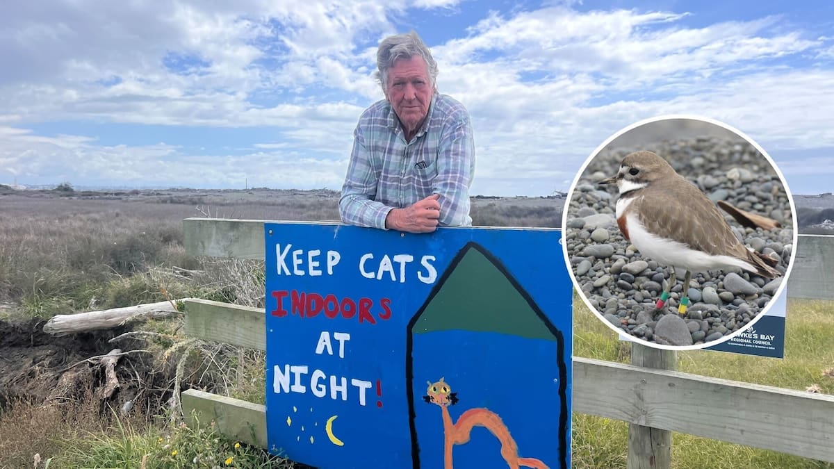 Push for cat curfew in Hawke’s Bay: ‘You’re either on the side of the birds or the predators’