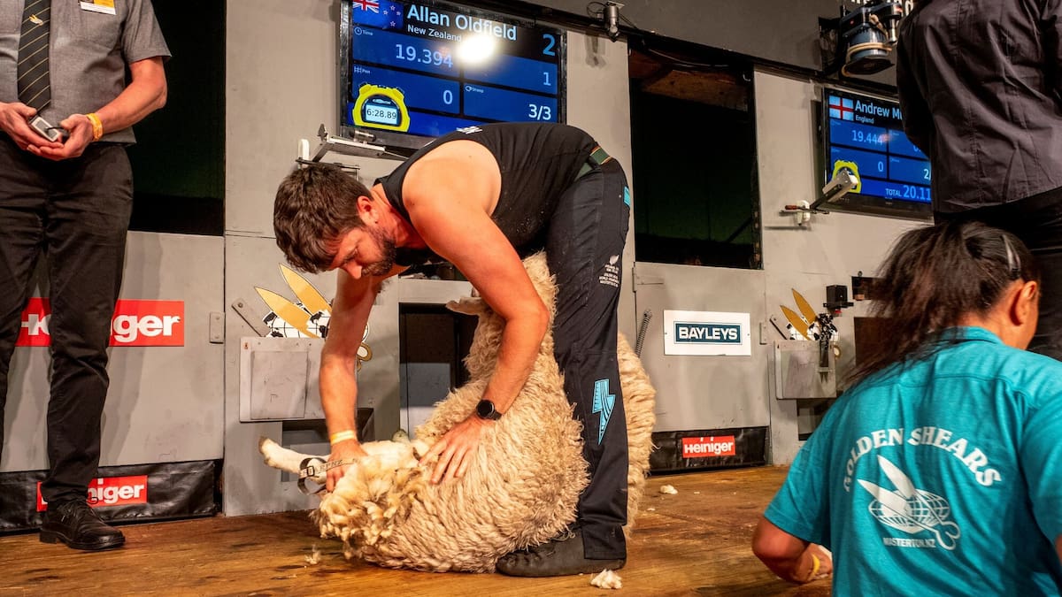 Golden Shears 2026: All six NZ team members qualify for world semi-finals