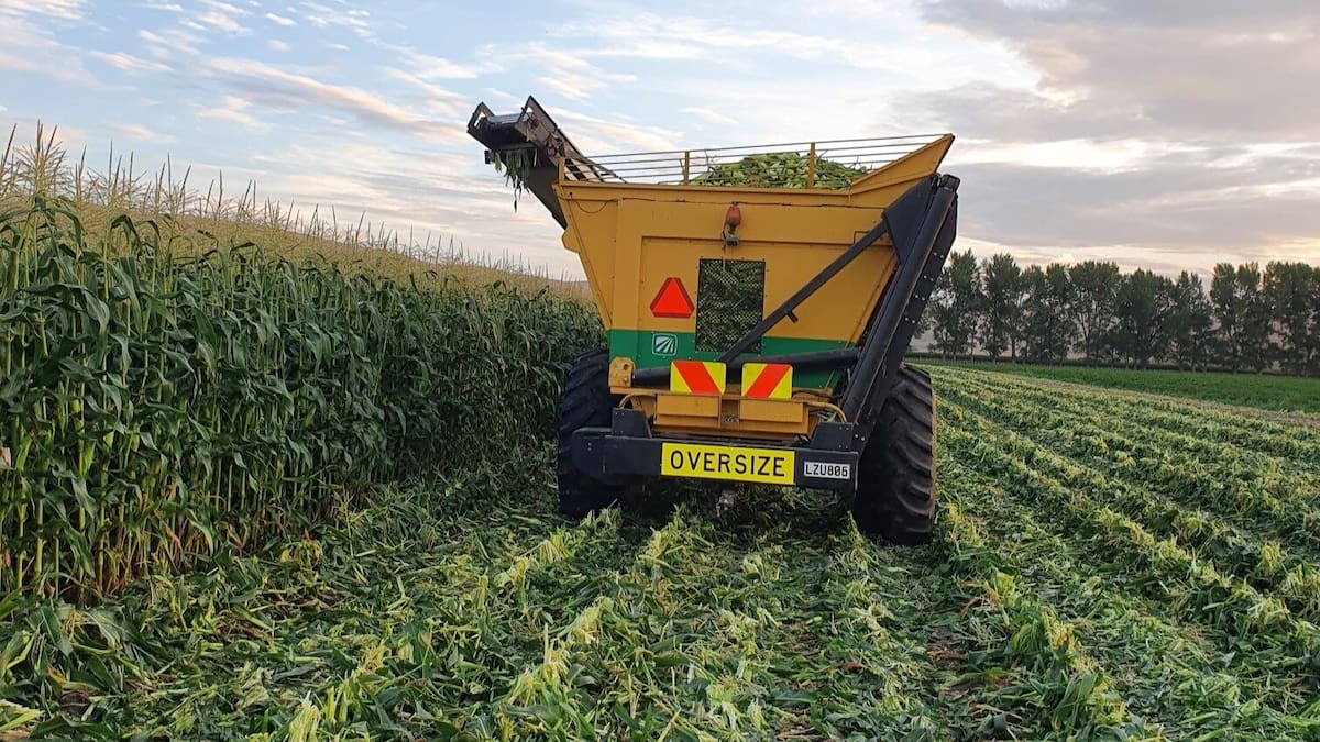 McCain Hastings plant closure: Hawke’s Bay growers warn of bigger crisis, say now’s the time for overhaul