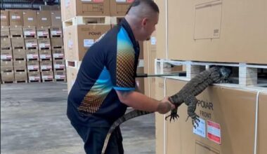 Watch: Large lizard found napping between pallets of bar fridges