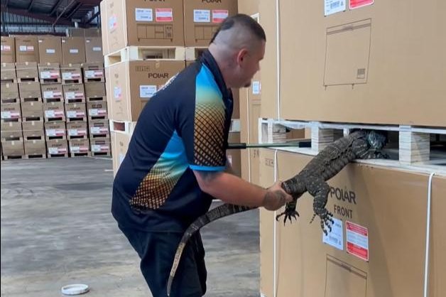 Watch: Large lizard found napping between pallets of bar fridges