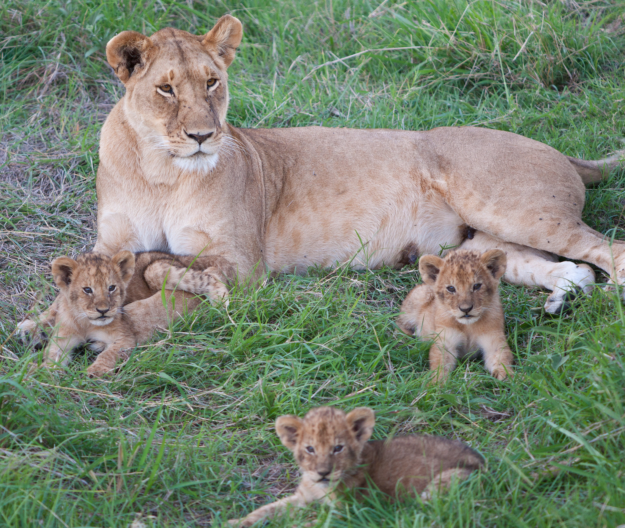 Lion with cubs, Mara Conservancy, Kenya. Image by Ross Pollack via Flickr (CC BY-NC-SA 2.0)