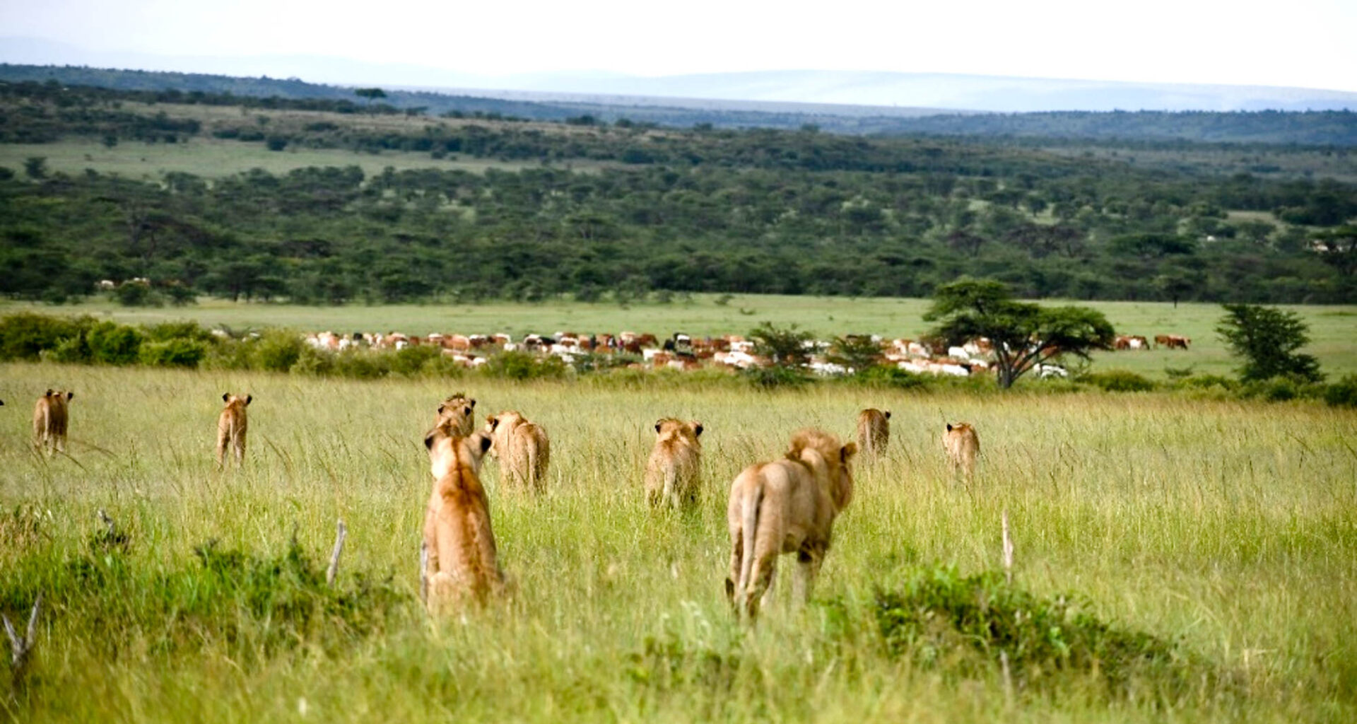 Study finds livestock pushing lions away from shared rangeland in Kenya
