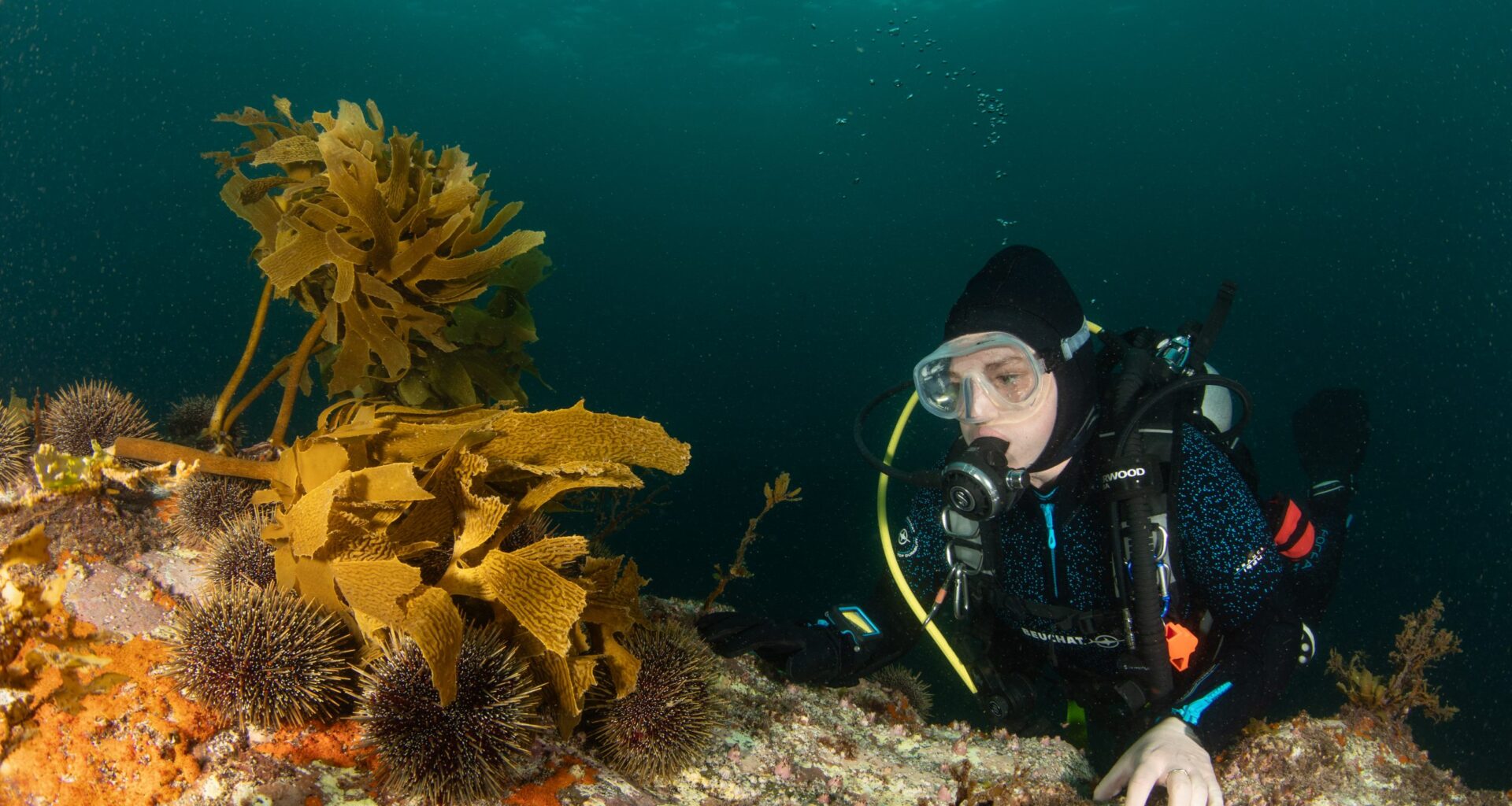 The Hauraki Gulf is getting noisier, pushing sea life to the brink