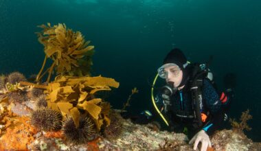 The Hauraki Gulf is getting noisier, pushing sea life to the brink