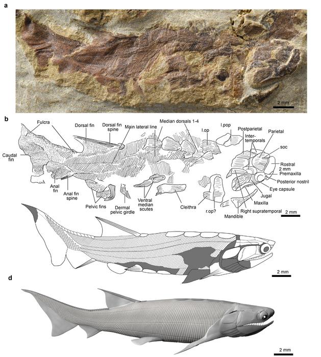 Fossil and reconstruction of Eosteus. Credit Image by IVPP, CAS