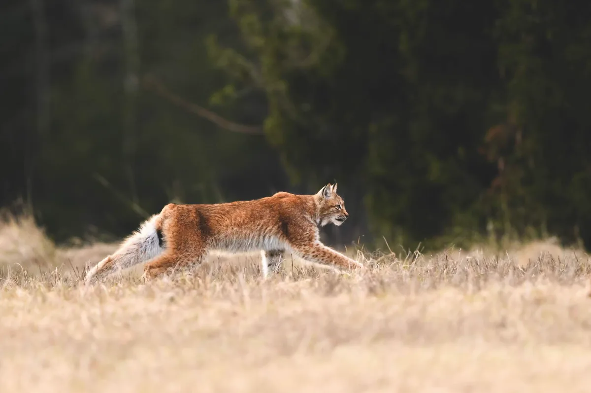 Lynx stalking prey