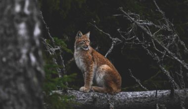 Lynx on a tree