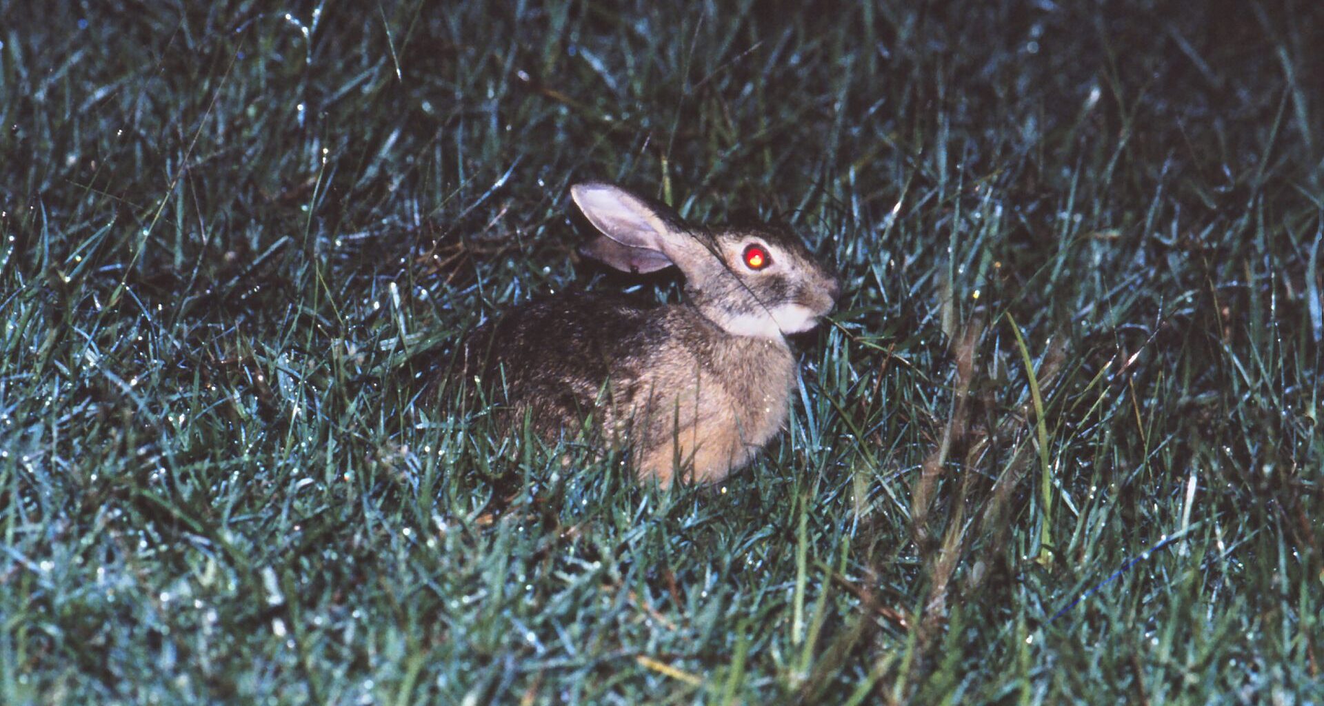 A close up of a brown hare sitting in dark green grass. The hare's eyes glow red in the flash from the camera