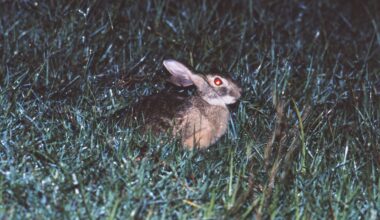 A close up of a brown hare sitting in dark green grass. The hare's eyes glow red in the flash from the camera