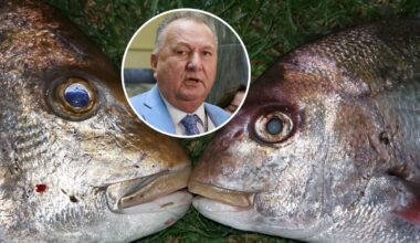 Bill would remove commercial minimum snapper size under fisheries reforms